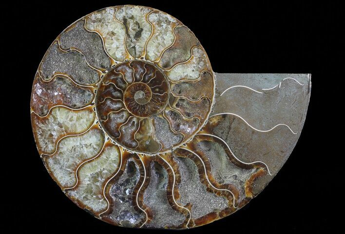 Cut Ammonite Fossil (Half) - Agatized #64946